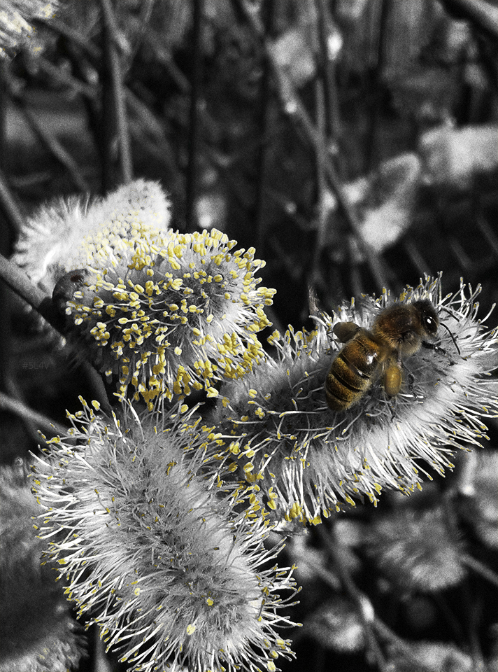 busy as a Bee